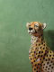 Gepard